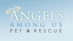 Angels Among Us
