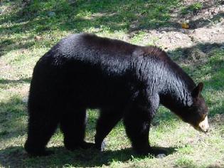 animal advisor
